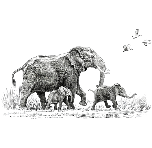 Elephant art, contemporary, living room, sofa backwall